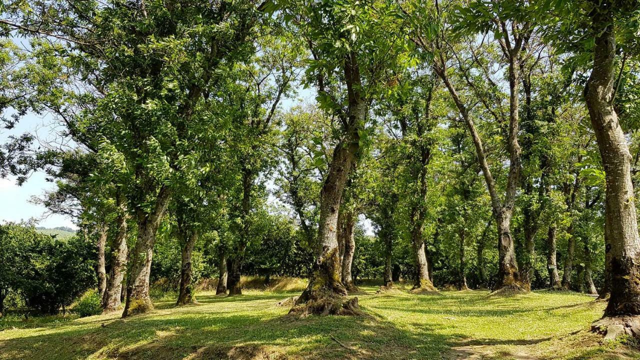 Agriturismo Ricciardelli Villa Contrada  ภายนอก รูปภาพ