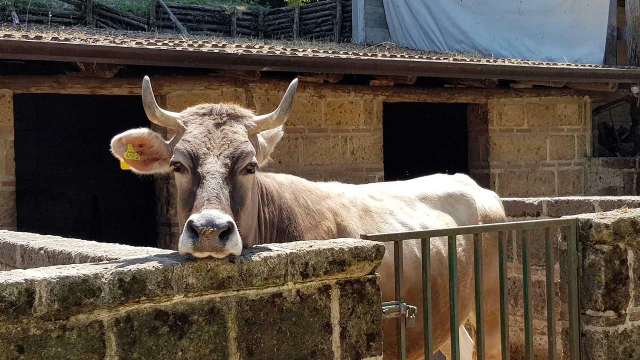 Agriturismo Ricciardelli Villa Contrada  ภายนอก รูปภาพ